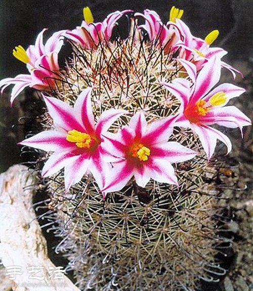 美輪美奐仙人掌花 -  rpnrmr.com