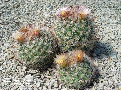 美輪美奐仙人掌花 -  rpnrmr.com
