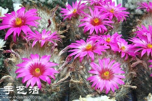 美輪美奐仙人掌花 -  rpnrmr.com