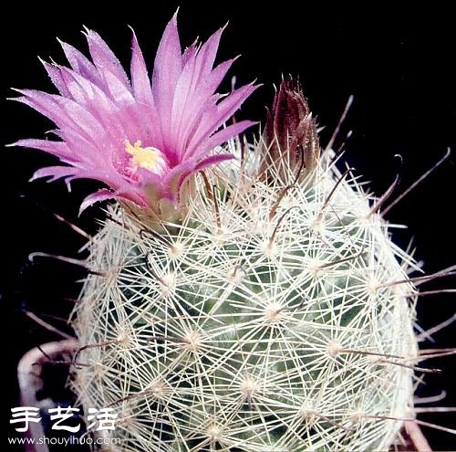 美輪美奐仙人掌花 -  rpnrmr.com