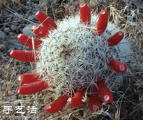 美輪美奐仙人掌花 -  rpnrmr.com