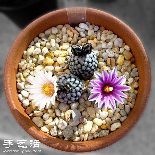 薔薇球栽培及繁殖的方法 -  rpnrmr.com