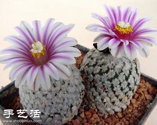 薔薇球栽培及繁殖的方法 -  rpnrmr.com