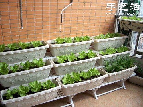 給自家的陽(yáng)臺(tái)DIY一片菜地 -  rpnrmr.com