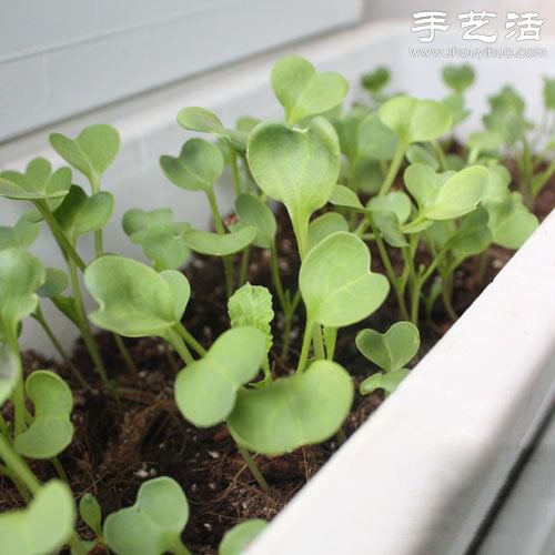 給自家的陽(yáng)臺(tái)DIY一片菜地 -  rpnrmr.com