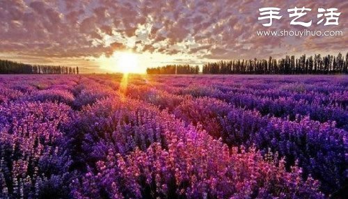 全球最漂亮的十大花海 極致自然之美讓人驚嘆 -  rpnrmr.com