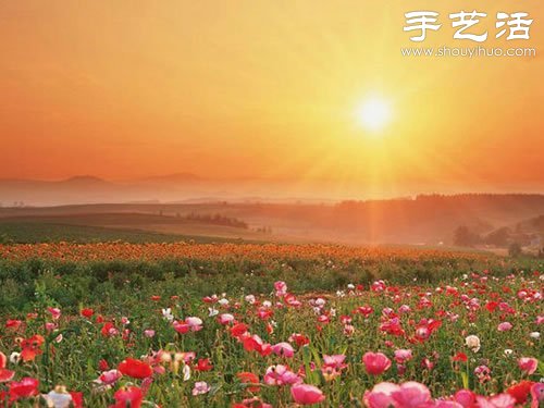 全球最漂亮的十大花海 極致自然之美讓人驚嘆 -  rpnrmr.com