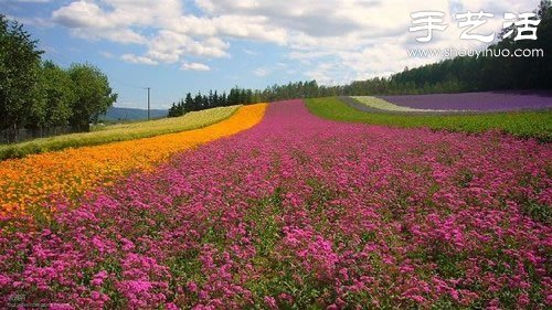 全球最漂亮的十大花海 極致自然之美讓人驚嘆 -  rpnrmr.com