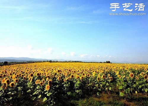 全球最漂亮的十大花海 極致自然之美讓人驚嘆 -  rpnrmr.com