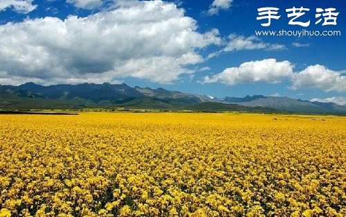 全球最漂亮的十大花海 極致自然之美讓人驚嘆 -  rpnrmr.com