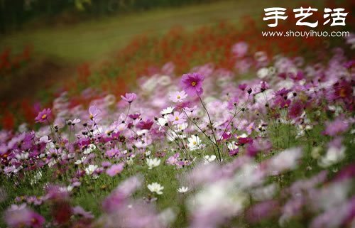 全球最漂亮的十大花海 極致自然之美讓人驚嘆 -  rpnrmr.com