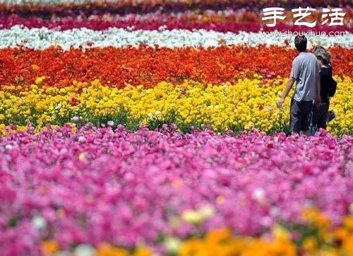 全球最漂亮的十大花海 極致自然之美讓人驚嘆 -  rpnrmr.com