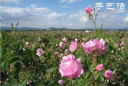 全球最漂亮的十大花海 極致自然之美讓人驚嘆 -  rpnrmr.com