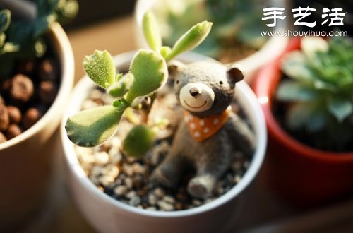 多肉植物養(yǎng)護(hù)入門(mén) 如何養(yǎng)護(hù)多肉植物 -  rpnrmr.com
