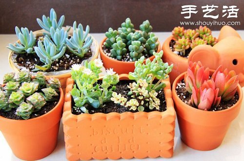多肉植物養(yǎng)護(hù)入門(mén) 如何養(yǎng)護(hù)多肉植物 -  rpnrmr.com