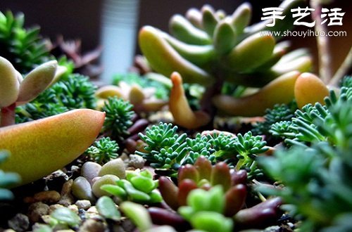 多肉植物養(yǎng)護(hù)入門(mén) 如何養(yǎng)護(hù)多肉植物 -  rpnrmr.com
