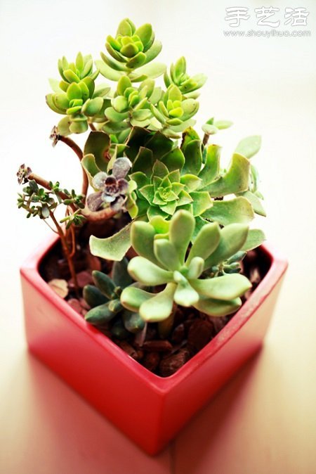 多肉植物養(yǎng)護(hù)入門(mén) 如何養(yǎng)護(hù)多肉植物 -  rpnrmr.com