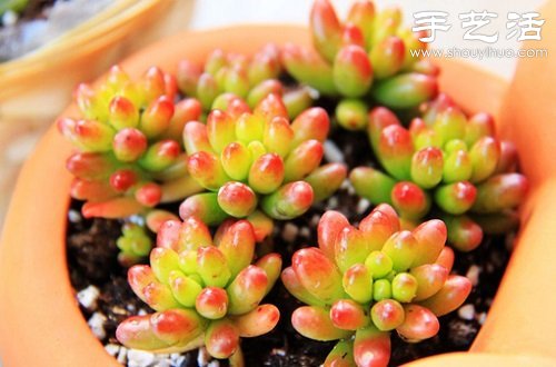 多肉植物養(yǎng)護(hù)入門(mén) 如何養(yǎng)護(hù)多肉植物 -  rpnrmr.com