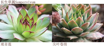 如何DIY多肉拼盤 多肉拼盤基本教程 -  rpnrmr.com