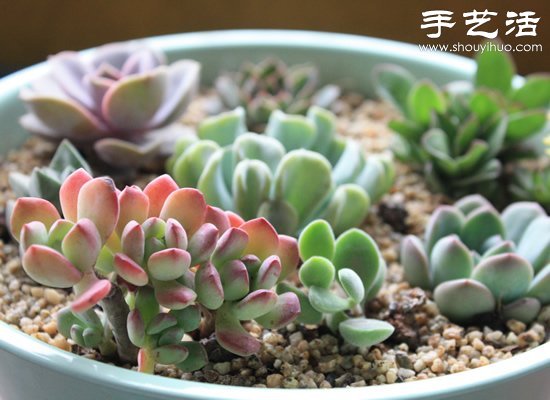 如何DIY多肉拼盤 多肉拼盤基本教程 -  rpnrmr.com