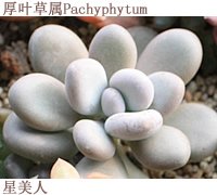 如何DIY多肉拼盤 多肉拼盤基本教程 -  rpnrmr.com