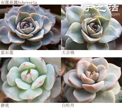 如何DIY多肉拼盤 多肉拼盤基本教程 -  rpnrmr.com