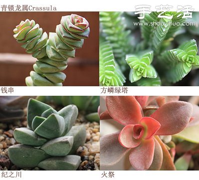 如何DIY多肉拼盤 多肉拼盤基本教程 -  rpnrmr.com
