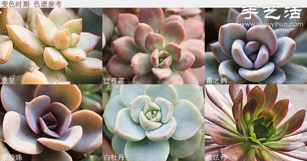 如何DIY多肉拼盤 多肉拼盤基本教程 -  rpnrmr.com