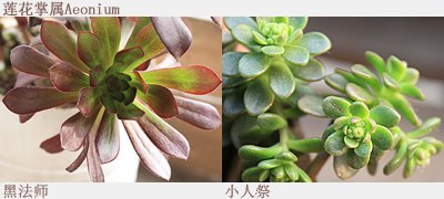 如何DIY多肉拼盤 多肉拼盤基本教程 -  rpnrmr.com