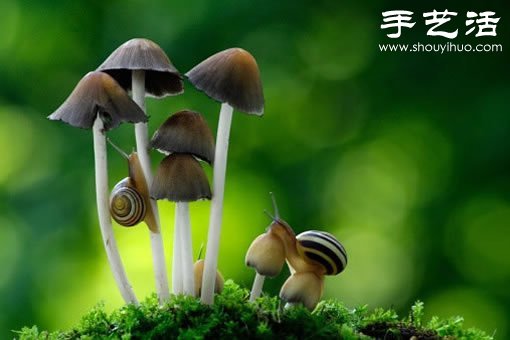 漂亮夢(mèng)幻的蘑菇 原來(lái)蘑菇也可以觀賞 -  rpnrmr.com