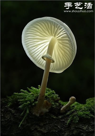 漂亮夢(mèng)幻的蘑菇 原來(lái)蘑菇也可以觀賞 -  rpnrmr.com