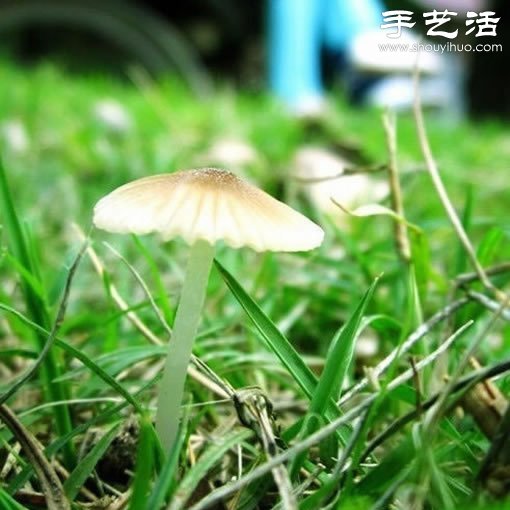漂亮夢(mèng)幻的蘑菇 原來(lái)蘑菇也可以觀賞 -  rpnrmr.com