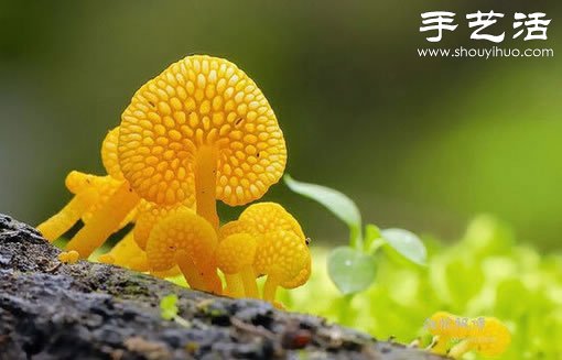 漂亮夢(mèng)幻的蘑菇 原來(lái)蘑菇也可以觀賞 -  rpnrmr.com