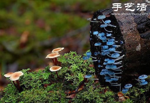 漂亮夢(mèng)幻的蘑菇 原來(lái)蘑菇也可以觀賞 -  rpnrmr.com