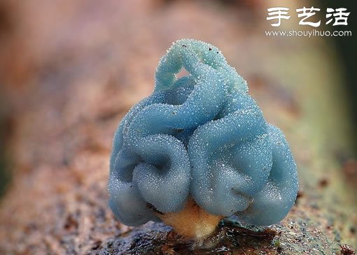 漂亮夢(mèng)幻的蘑菇 原來(lái)蘑菇也可以觀賞 -  rpnrmr.com