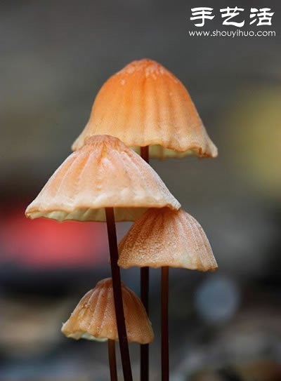 漂亮夢(mèng)幻的蘑菇 原來(lái)蘑菇也可以觀賞 -  rpnrmr.com