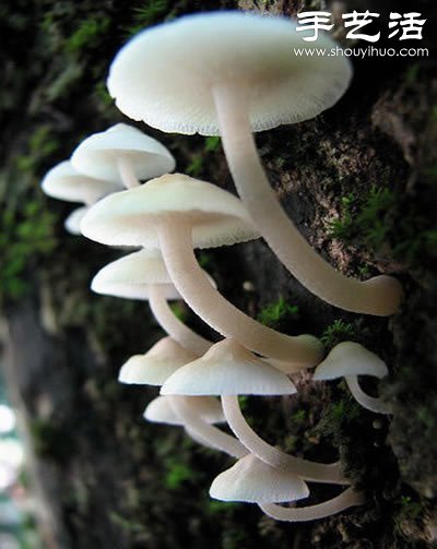 漂亮夢(mèng)幻的蘑菇 原來(lái)蘑菇也可以觀賞 -  rpnrmr.com