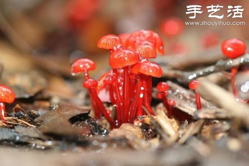 漂亮夢(mèng)幻的蘑菇 原來(lái)蘑菇也可以觀賞 -  rpnrmr.com