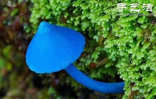 漂亮夢(mèng)幻的蘑菇 原來(lái)蘑菇也可以觀賞 -  rpnrmr.com
