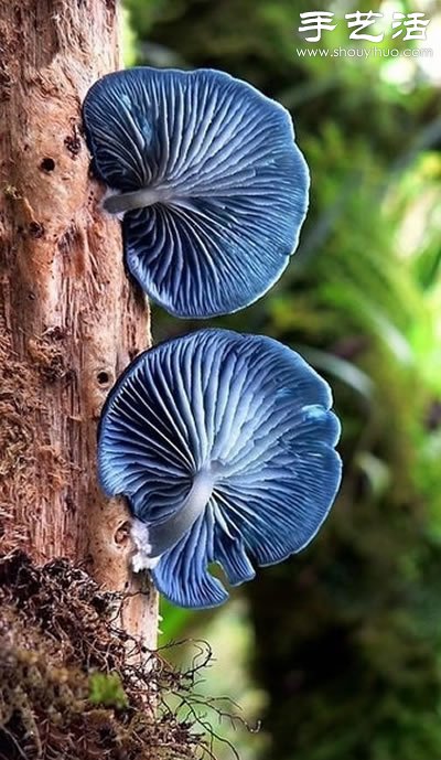 漂亮夢(mèng)幻的蘑菇 原來(lái)蘑菇也可以觀賞 -  rpnrmr.com