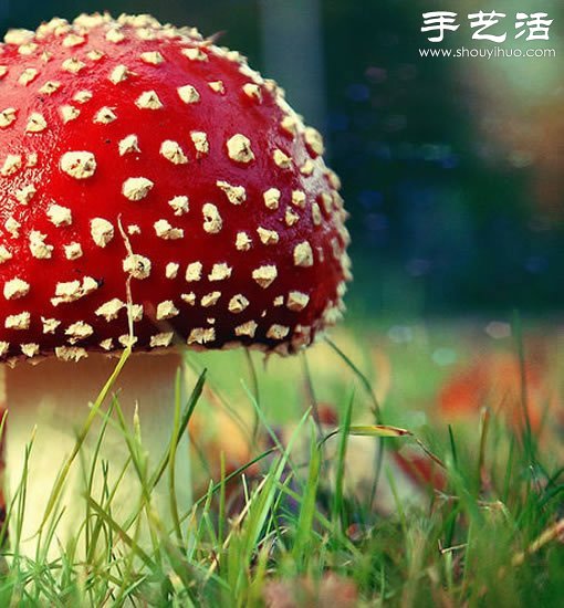 漂亮夢(mèng)幻的蘑菇 原來(lái)蘑菇也可以觀賞 -  rpnrmr.com