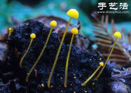漂亮夢(mèng)幻的蘑菇 原來(lái)蘑菇也可以觀賞 -  rpnrmr.com