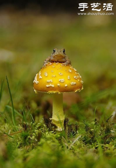 漂亮夢(mèng)幻的蘑菇 原來(lái)蘑菇也可以觀賞 -  rpnrmr.com