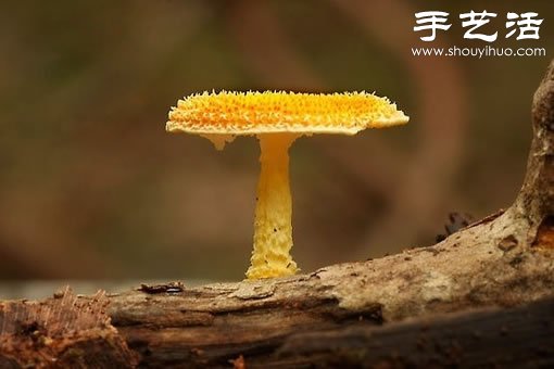漂亮夢(mèng)幻的蘑菇 原來(lái)蘑菇也可以觀賞 -  rpnrmr.com