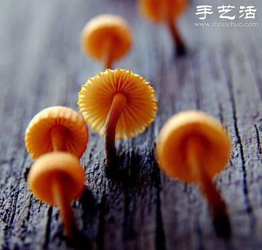 漂亮夢(mèng)幻的蘑菇 原來(lái)蘑菇也可以觀賞 -  rpnrmr.com