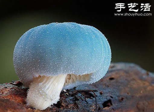 漂亮夢(mèng)幻的蘑菇 原來(lái)蘑菇也可以觀賞 -  rpnrmr.com
