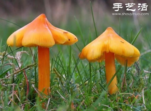 漂亮夢(mèng)幻的蘑菇 原來(lái)蘑菇也可以觀賞 -  rpnrmr.com
