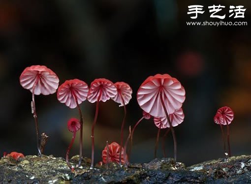 漂亮夢(mèng)幻的蘑菇 原來(lái)蘑菇也可以觀賞 -  rpnrmr.com
