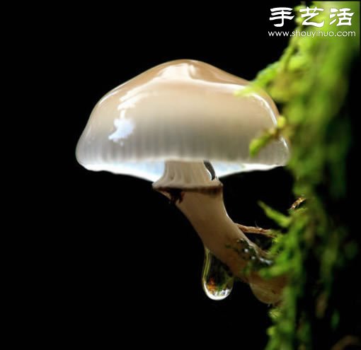 漂亮夢(mèng)幻的蘑菇 原來(lái)蘑菇也可以觀賞 -  rpnrmr.com