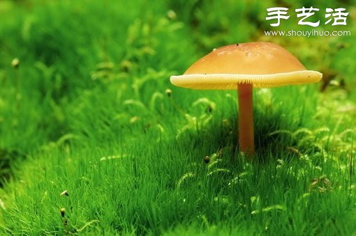 漂亮夢(mèng)幻的蘑菇 原來(lái)蘑菇也可以觀賞 -  rpnrmr.com